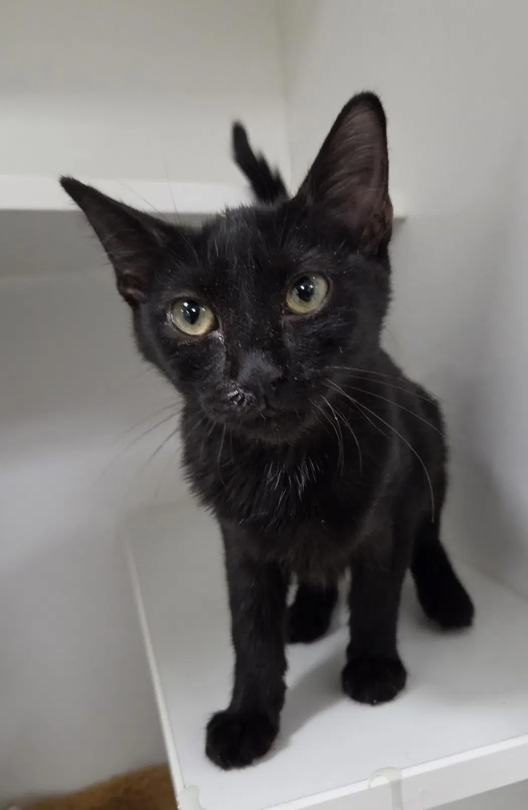 Cat Eye - Domestic Short Hair