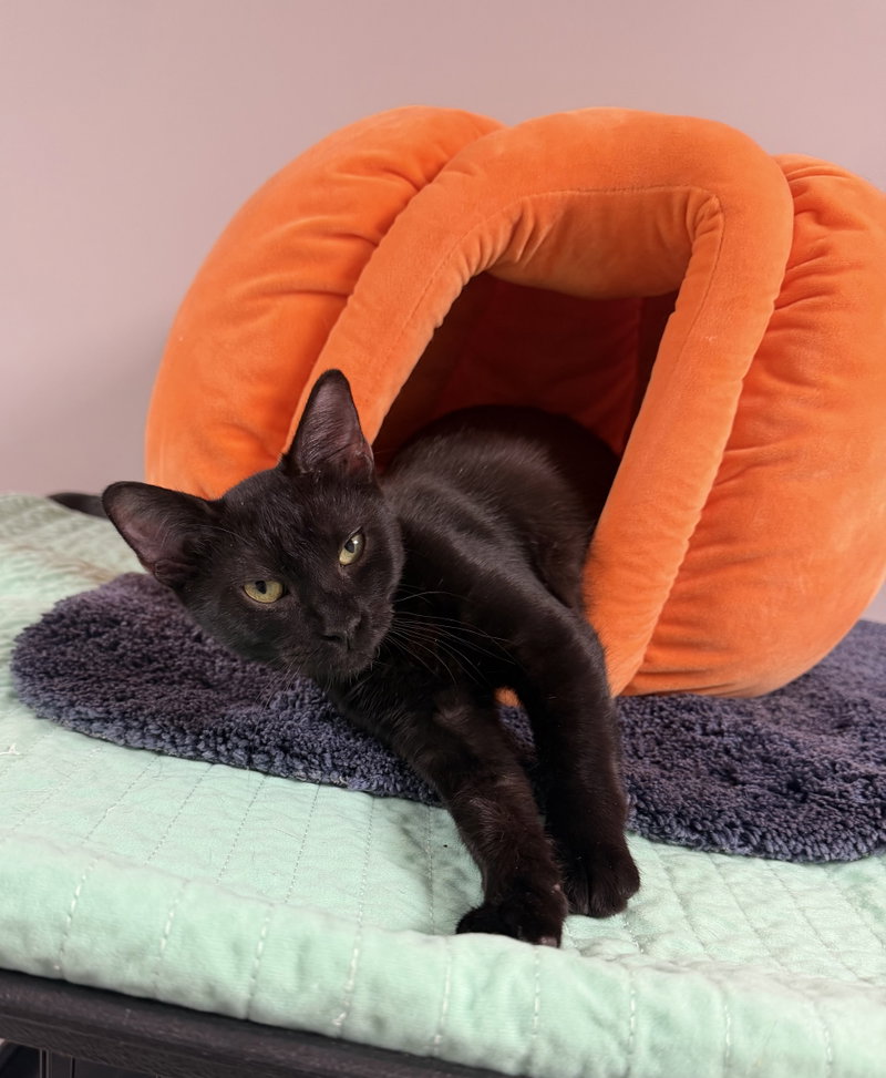 Cat Eye, a female cat up for adoption