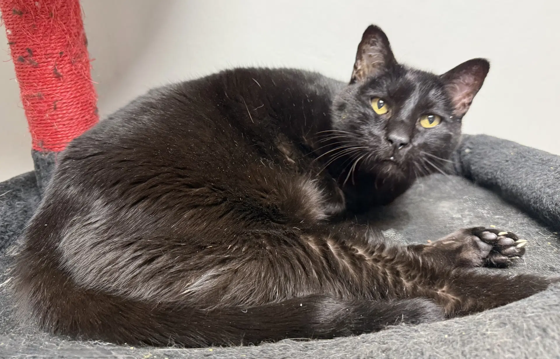 Hook - Domestic Short Hair