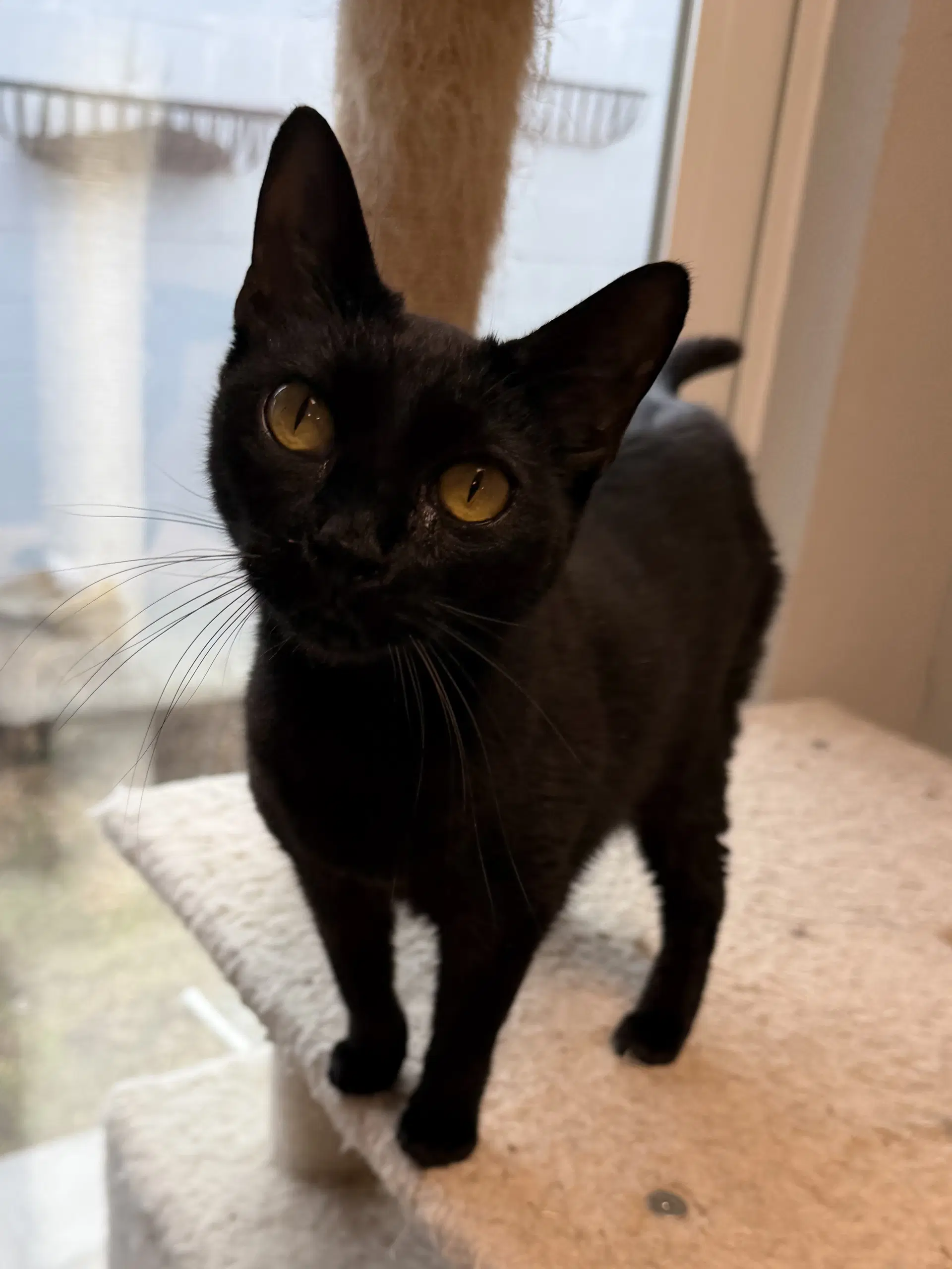 Black Pearl - Domestic Short Hair