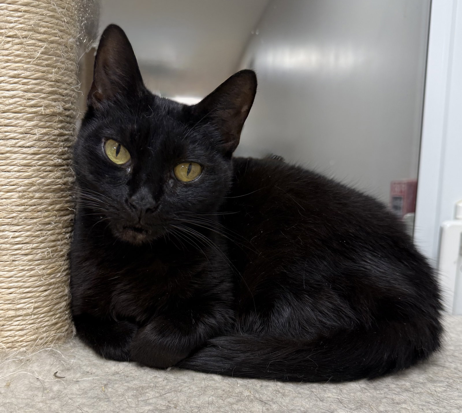 Black Pearl, photo 2
