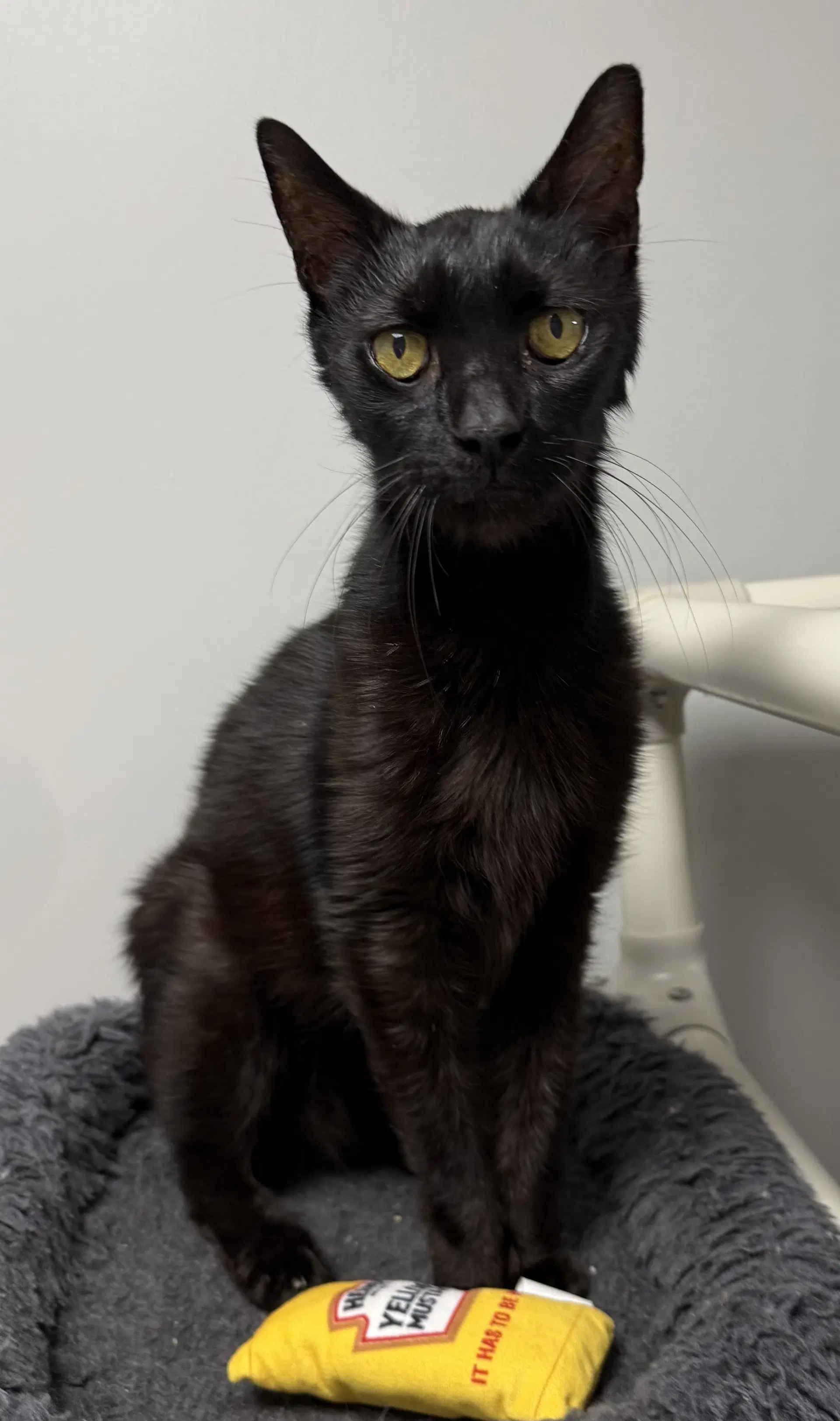 Big - Domestic Short Hair