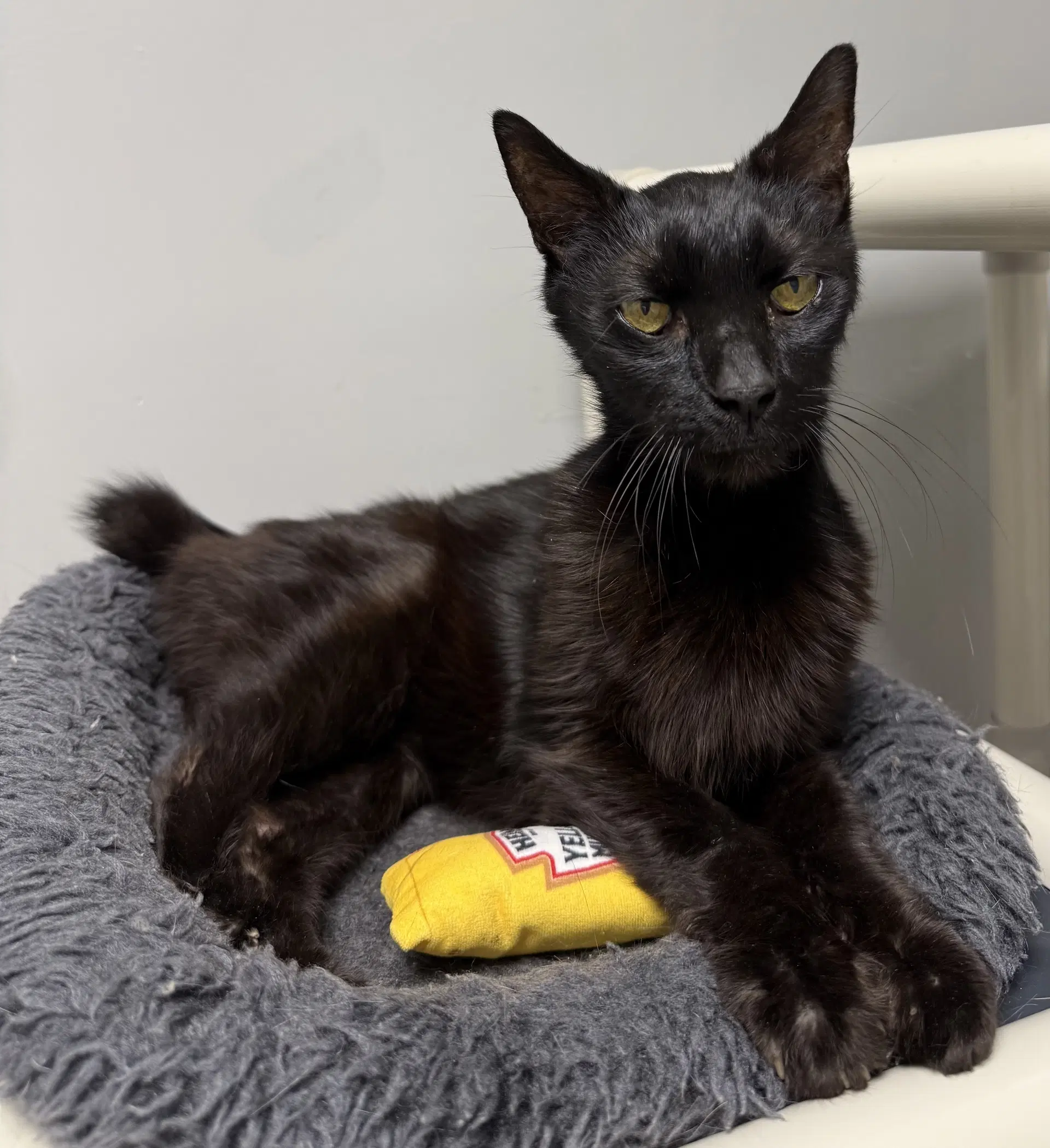 Big image 3