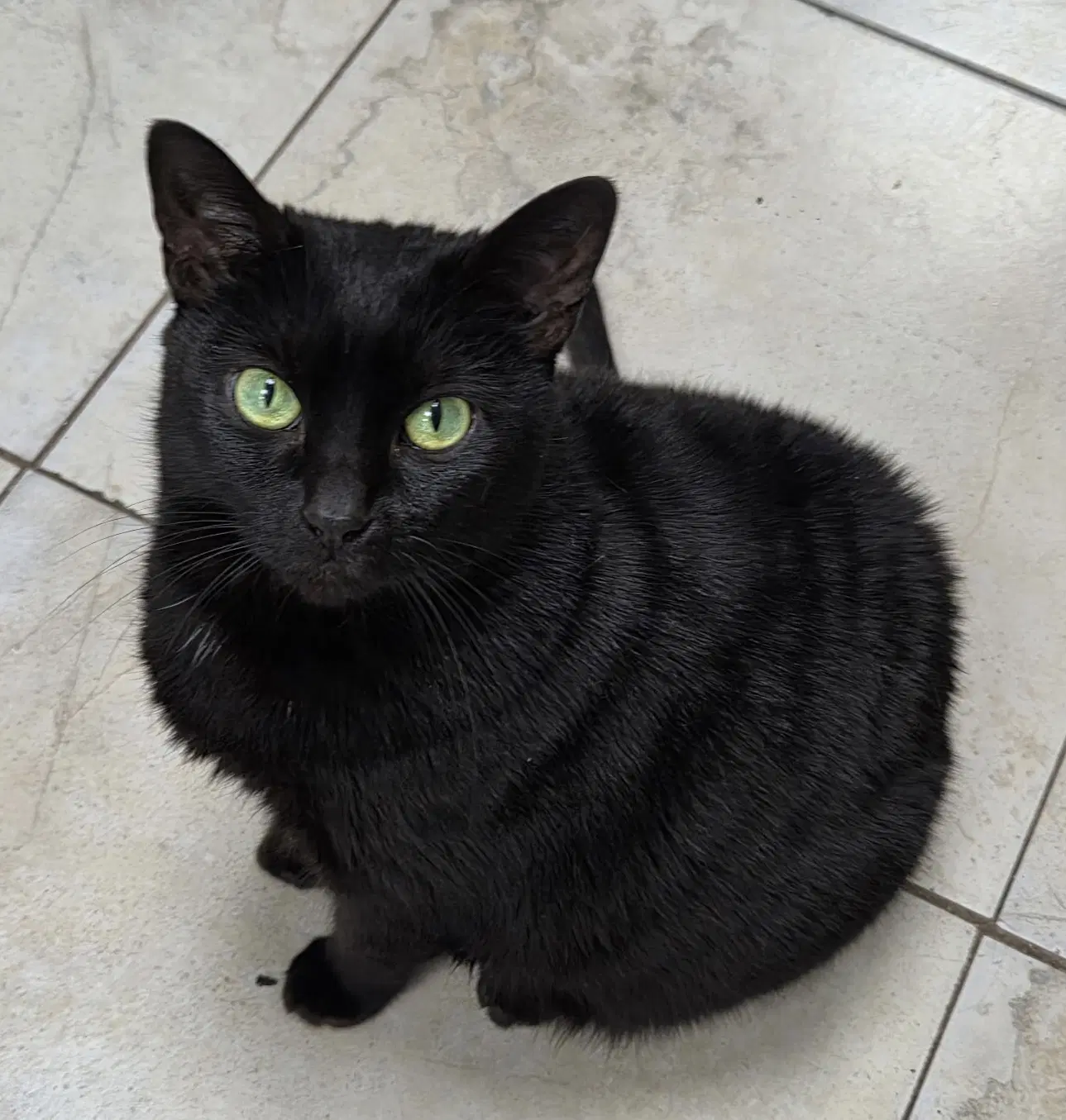 Scribble - Domestic Short Hair