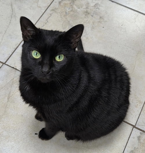 Scribble, a cat for adoption from Helping Overpopulation of Pets End