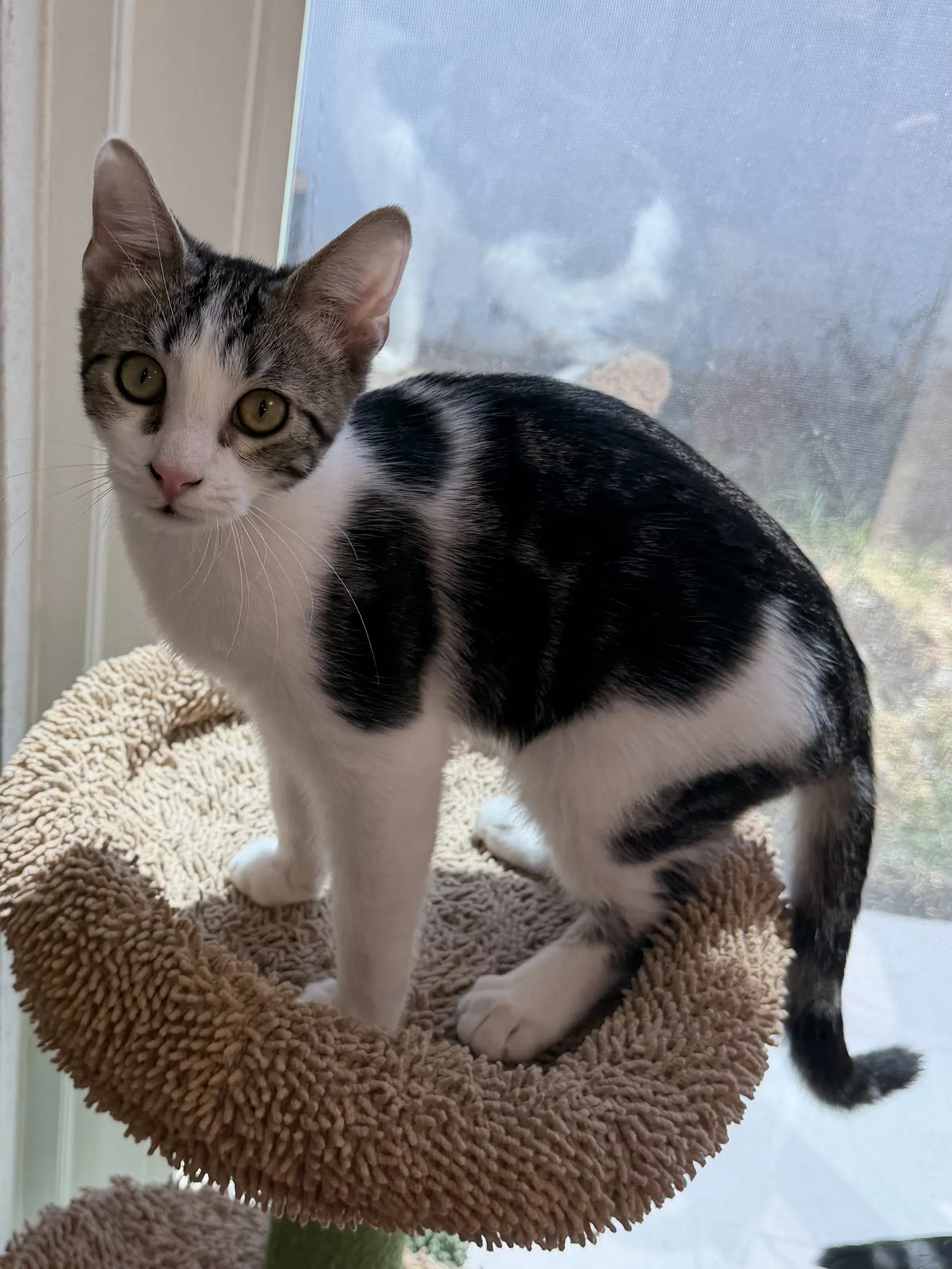 Island Green - Domestic Short Hair