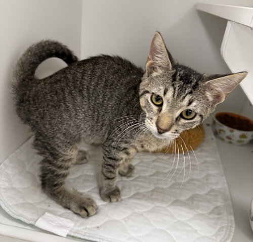 Chromance, a cat for adoption from Helping Overpopulation of Pets End