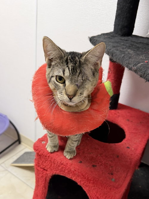 Chromance, Domestic Short Hair / Mixed
