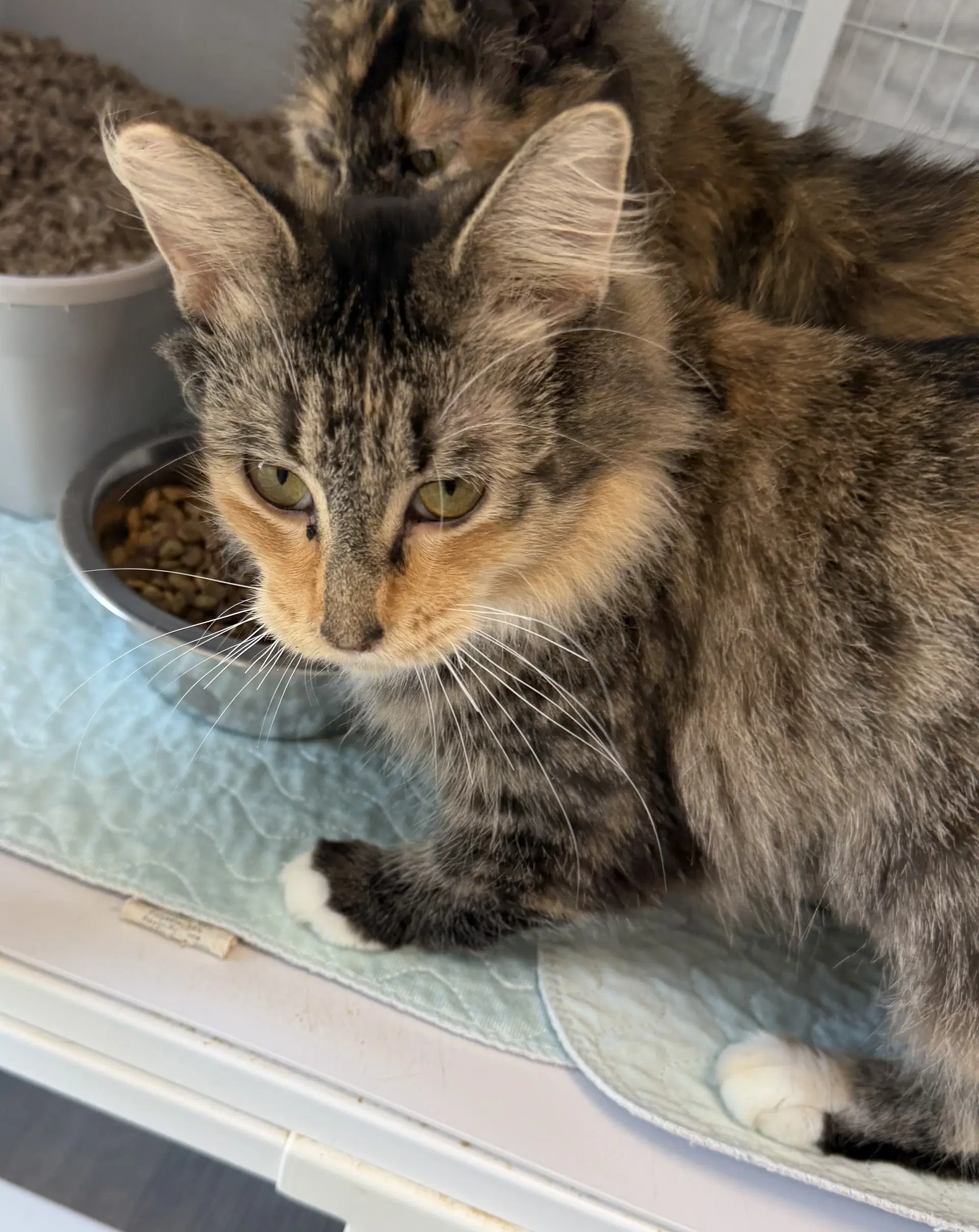 Lotus Mc - Domestic Short Hair