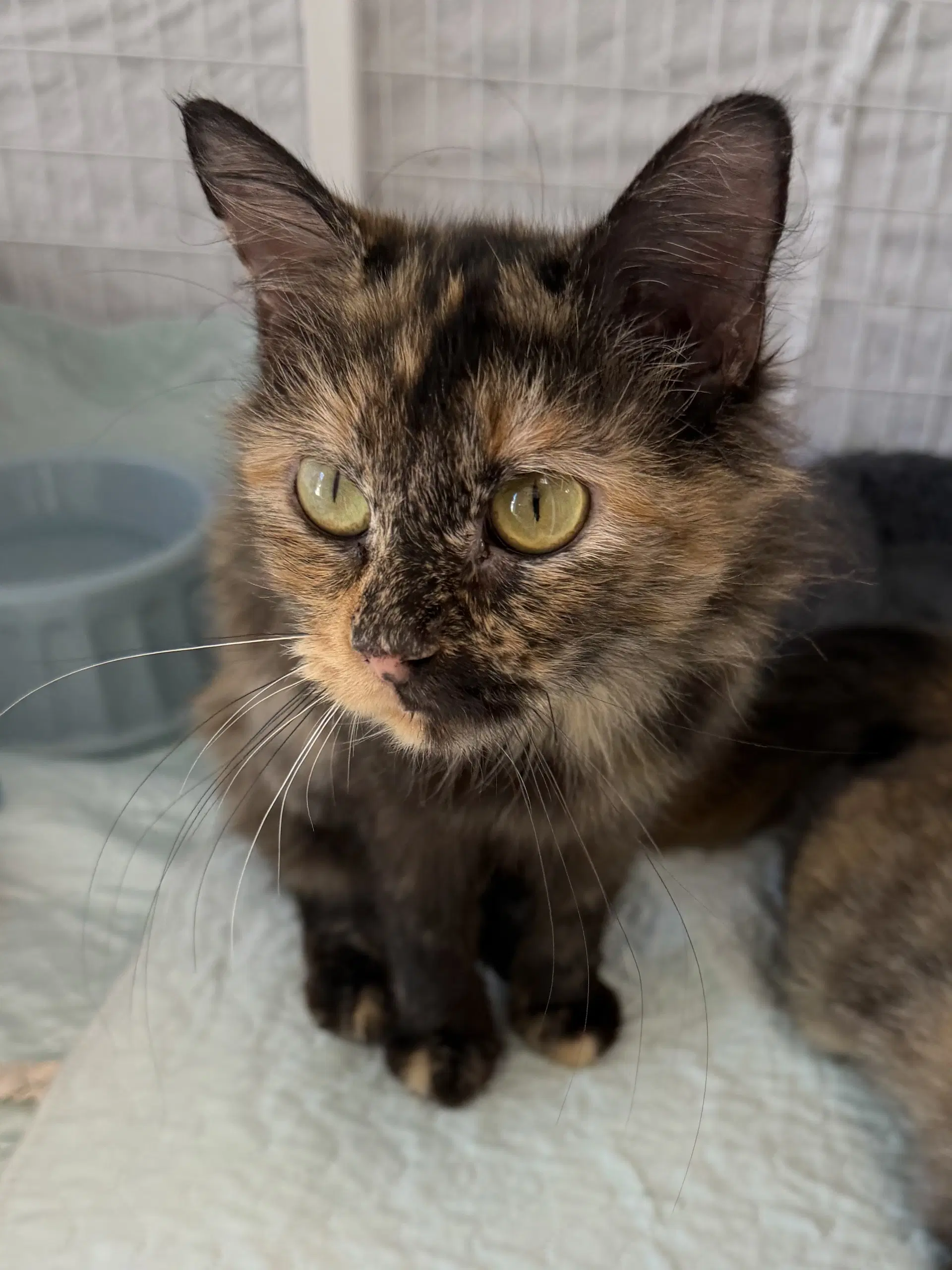 Star Mc - Domestic Short Hair