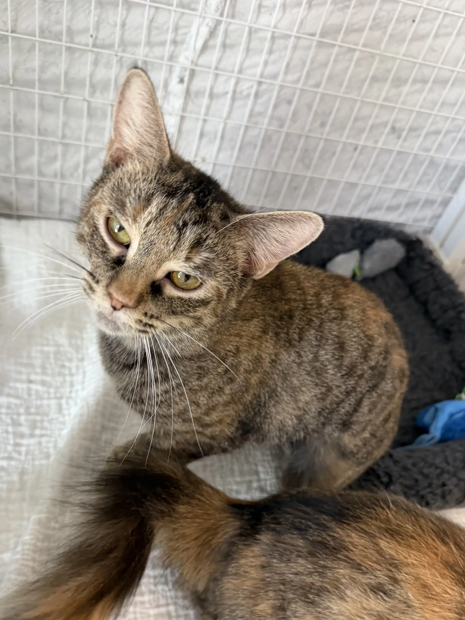 Star Mc - Domestic Short Hair
