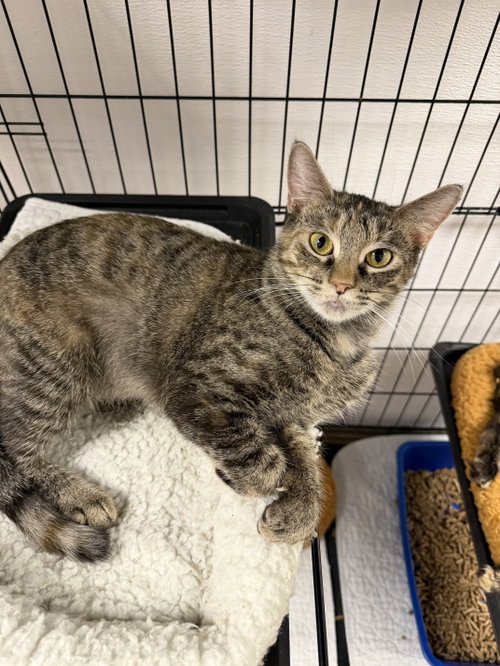 Star MC, a cat for adoption from Helping Overpopulation of Pets End
