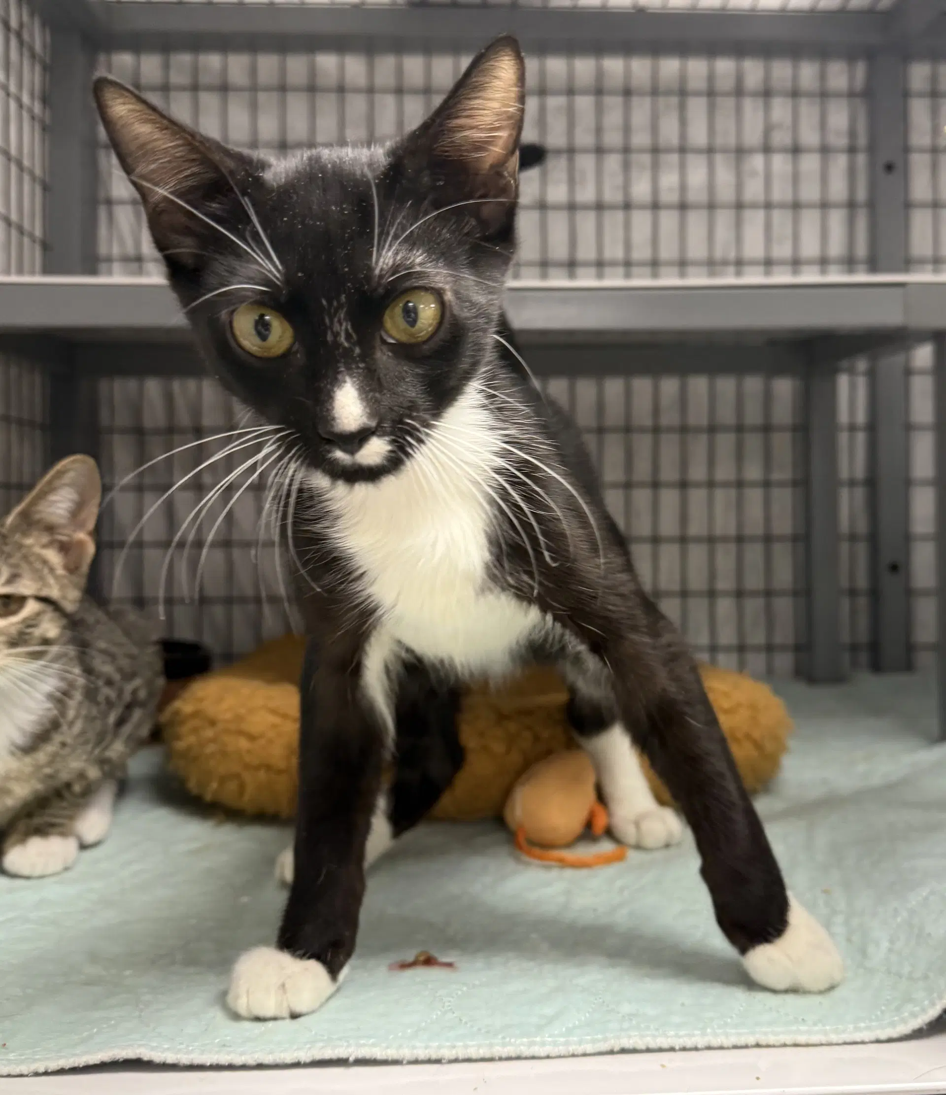 Antle - Domestic Short Hair