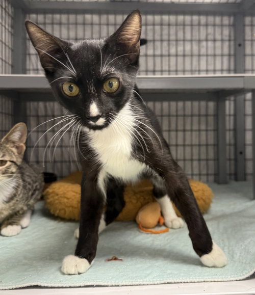 Antle, a cat for adoption from Helping Overpopulation of Pets End