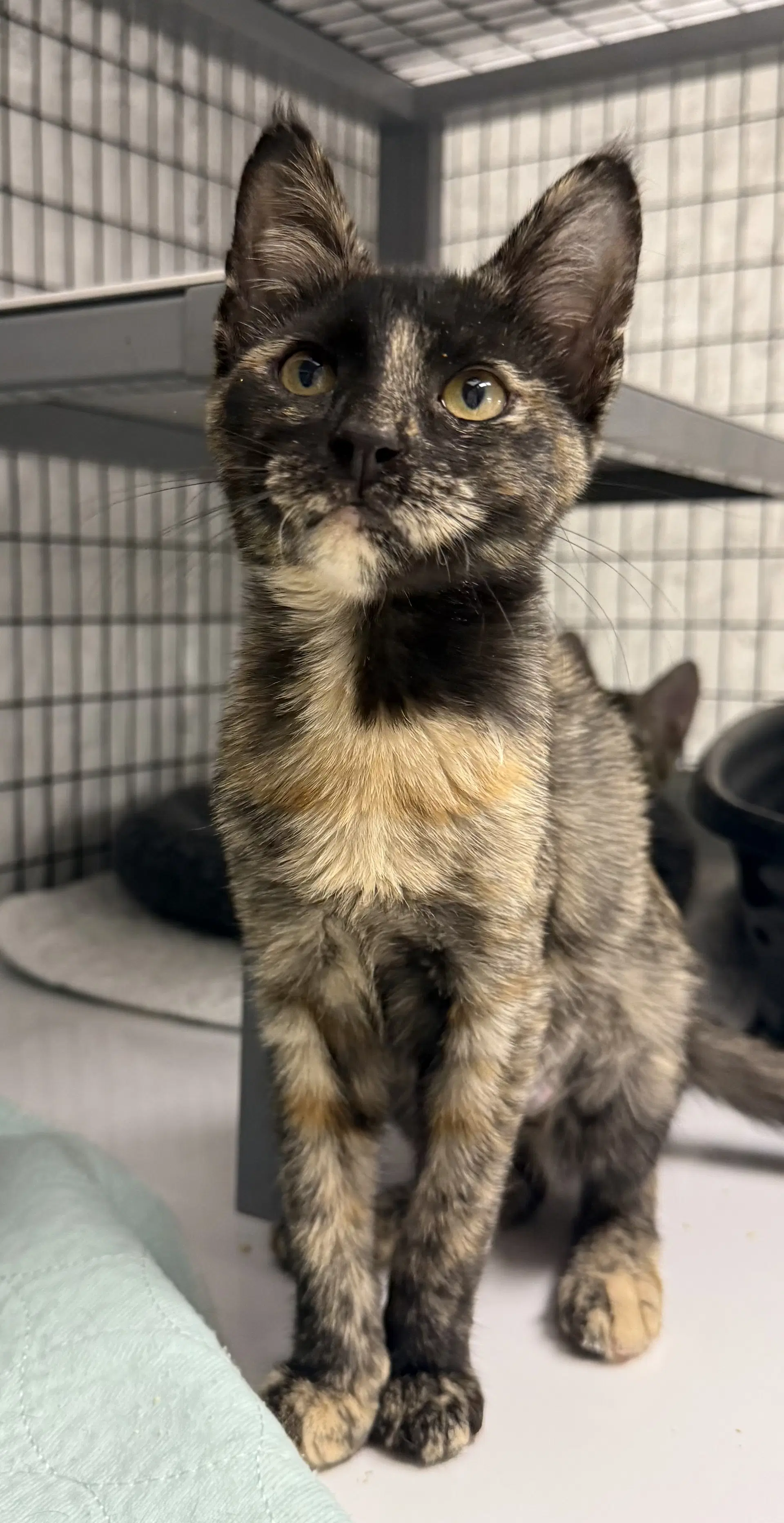Ellis - Domestic Short Hair