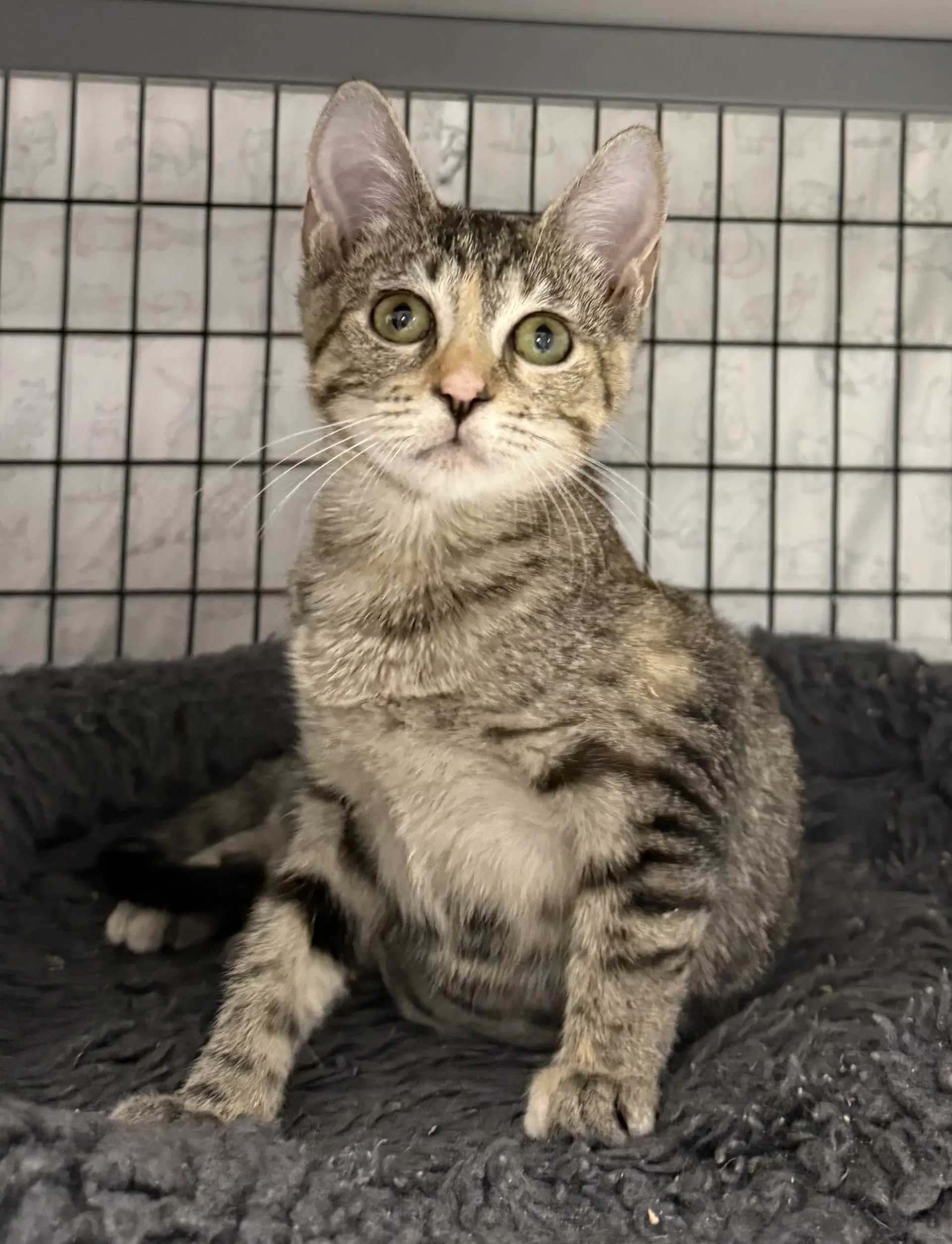 Burpee - Domestic Short Hair