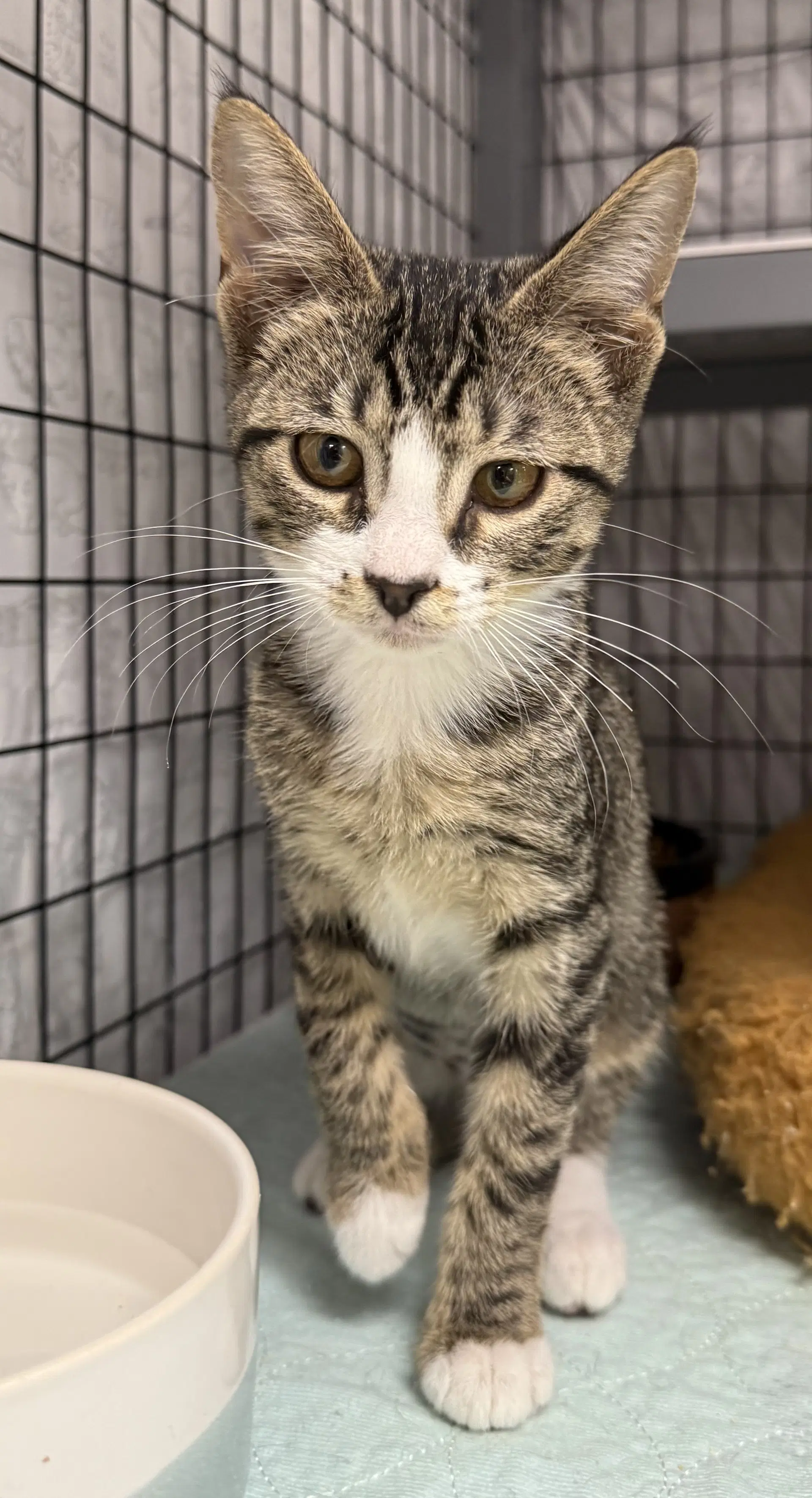 Butterhead - Domestic Short Hair