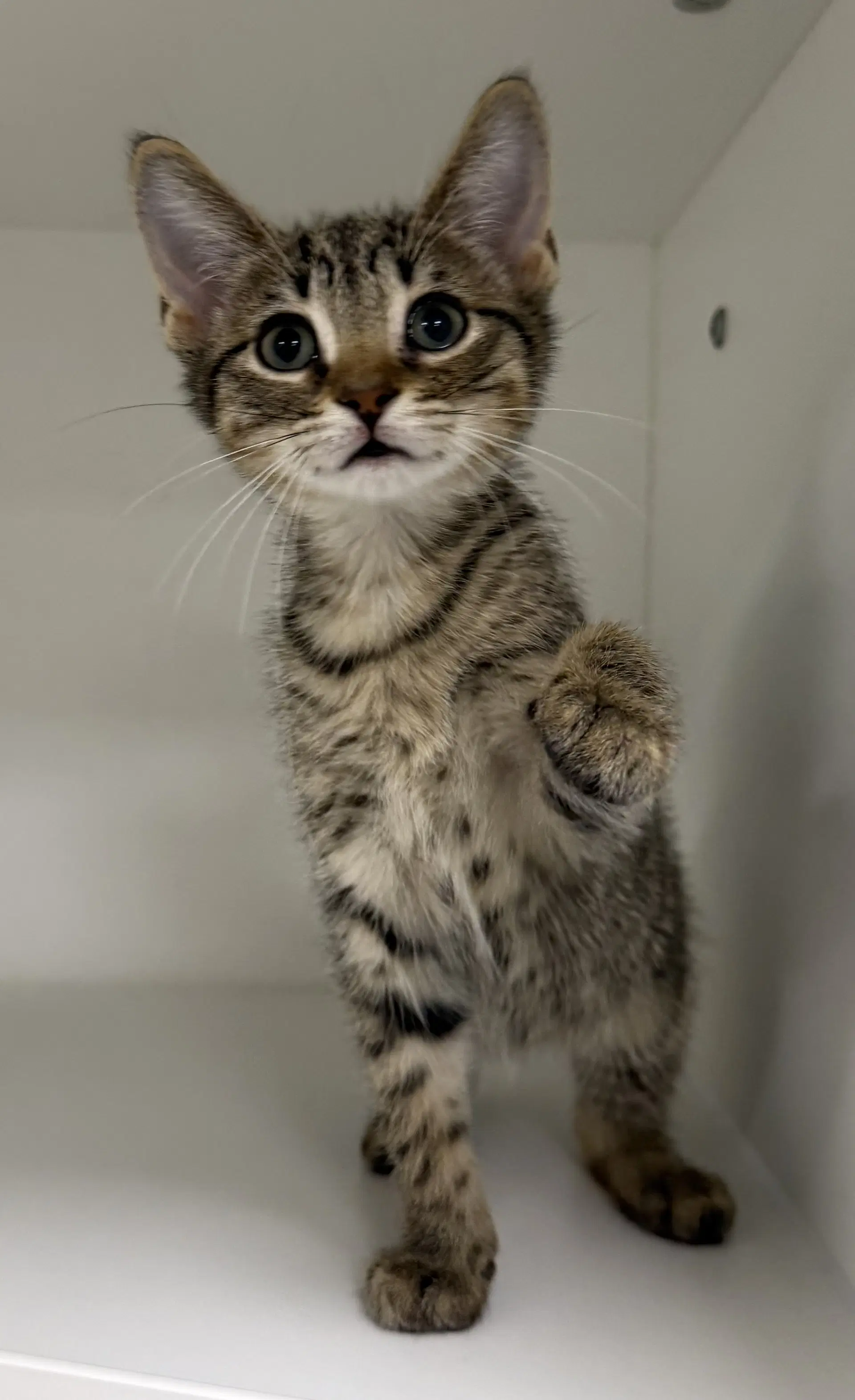 Nickelback - Domestic Short Hair