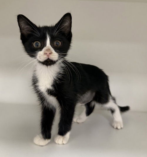 Daughtry, a cat for adoption from Helping Overpopulation of Pets End
