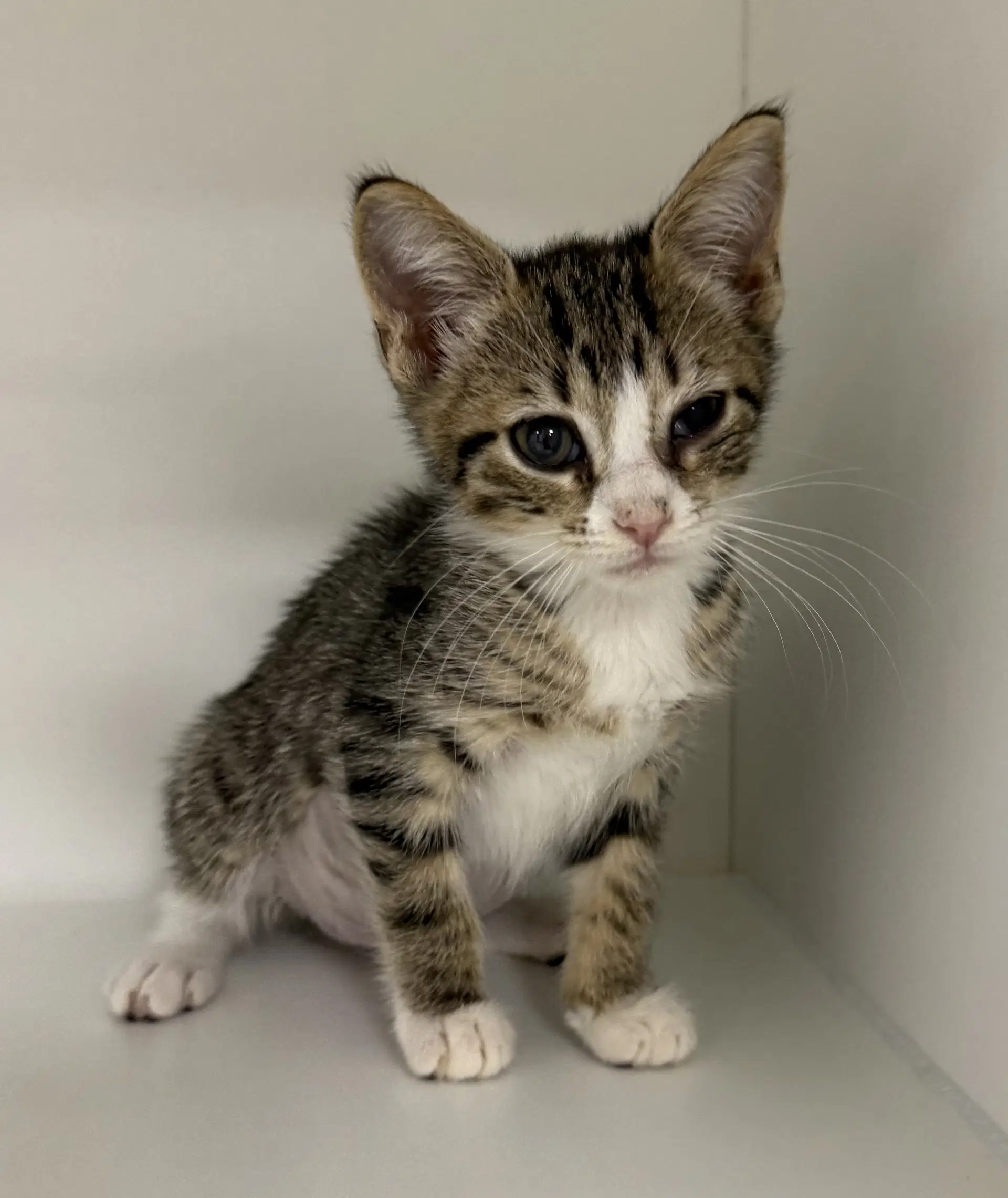 Creed - Domestic Short Hair