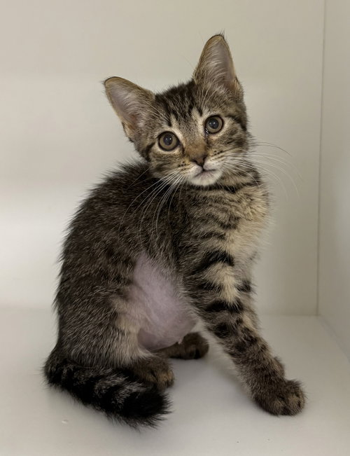 Shinedown, a cat for adoption from Helping Overpopulation of Pets End