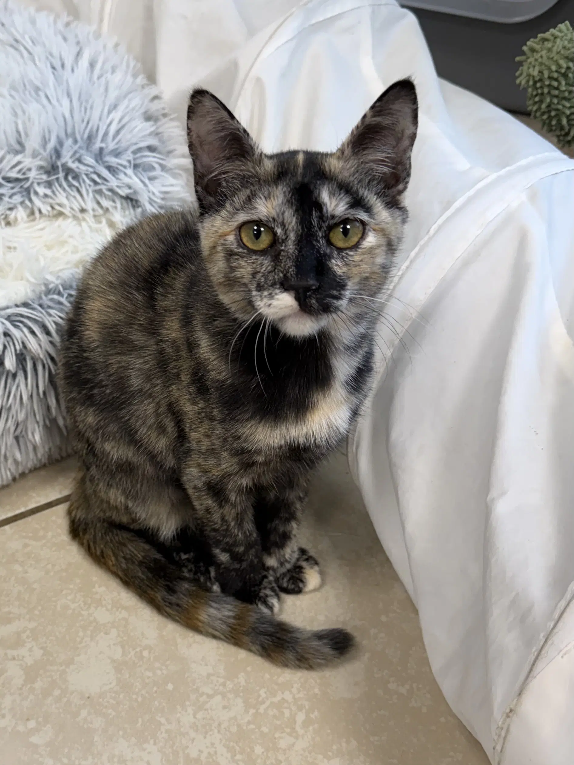 D-Lite - Domestic Short Hair