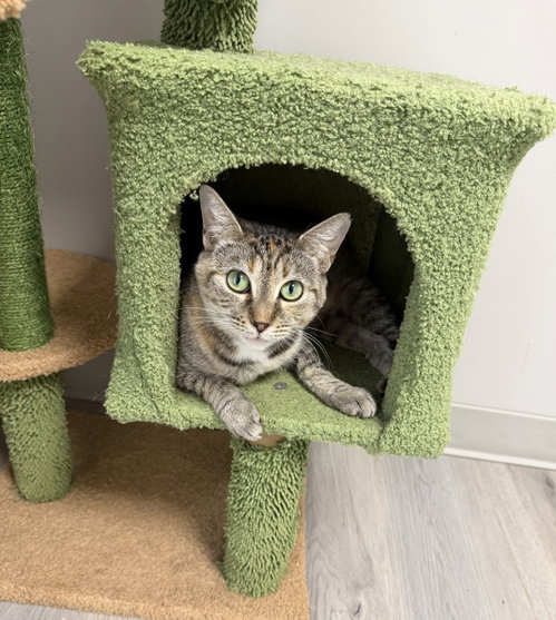Castleberry, a cat for adoption from Helping Overpopulation of Pets End