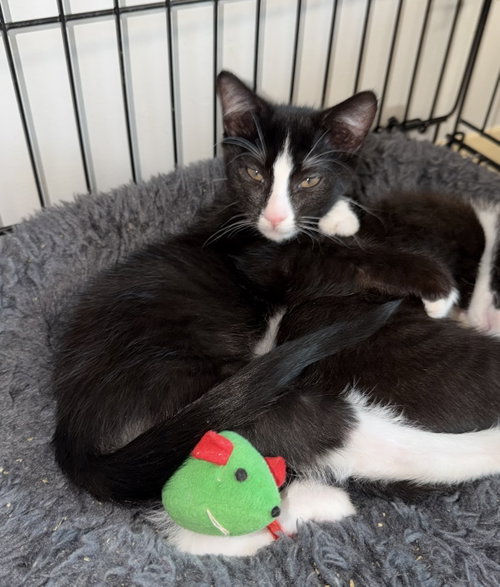 Splash Zone, Domestic Short Hair / Mixed