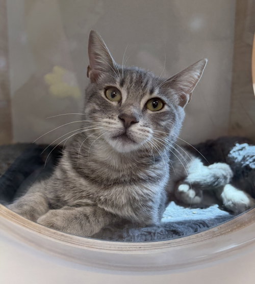 Poison, a cat for adoption from Helping Overpopulation of Pets End