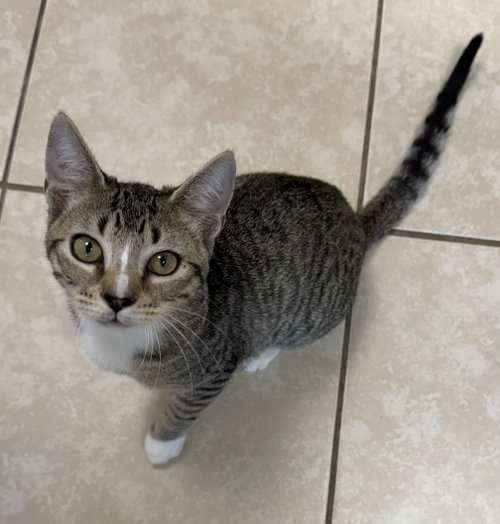 Cosmic, a cat for adoption from Helping Overpopulation of Pets End