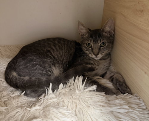 Vidia, a cat for adoption from Helping Overpopulation of Pets End