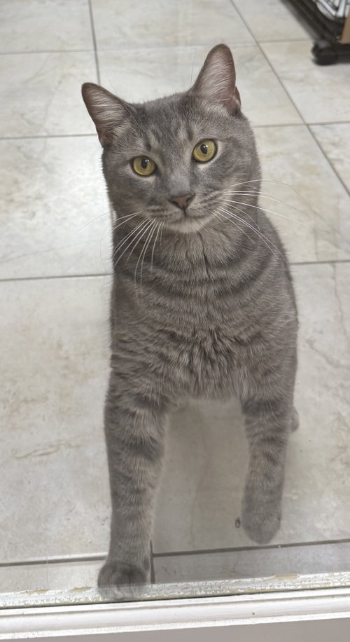 Terrance, a cat for adoption from Helping Overpopulation of Pets End