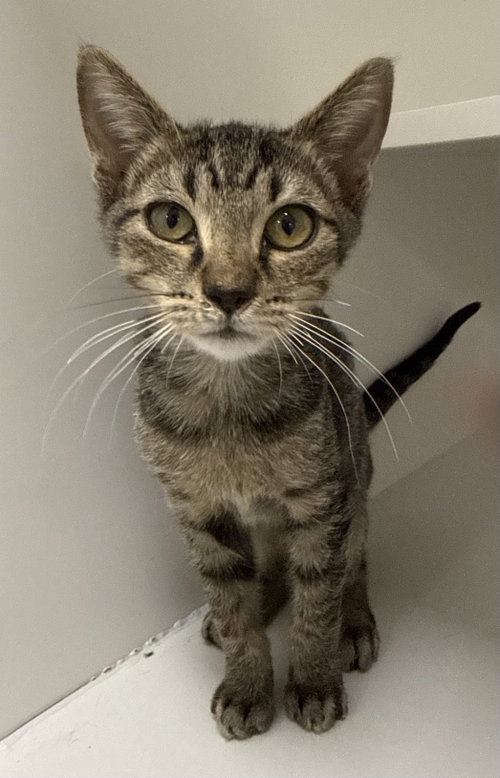 Barli, a cat for adoption from Helping Overpopulation of Pets End