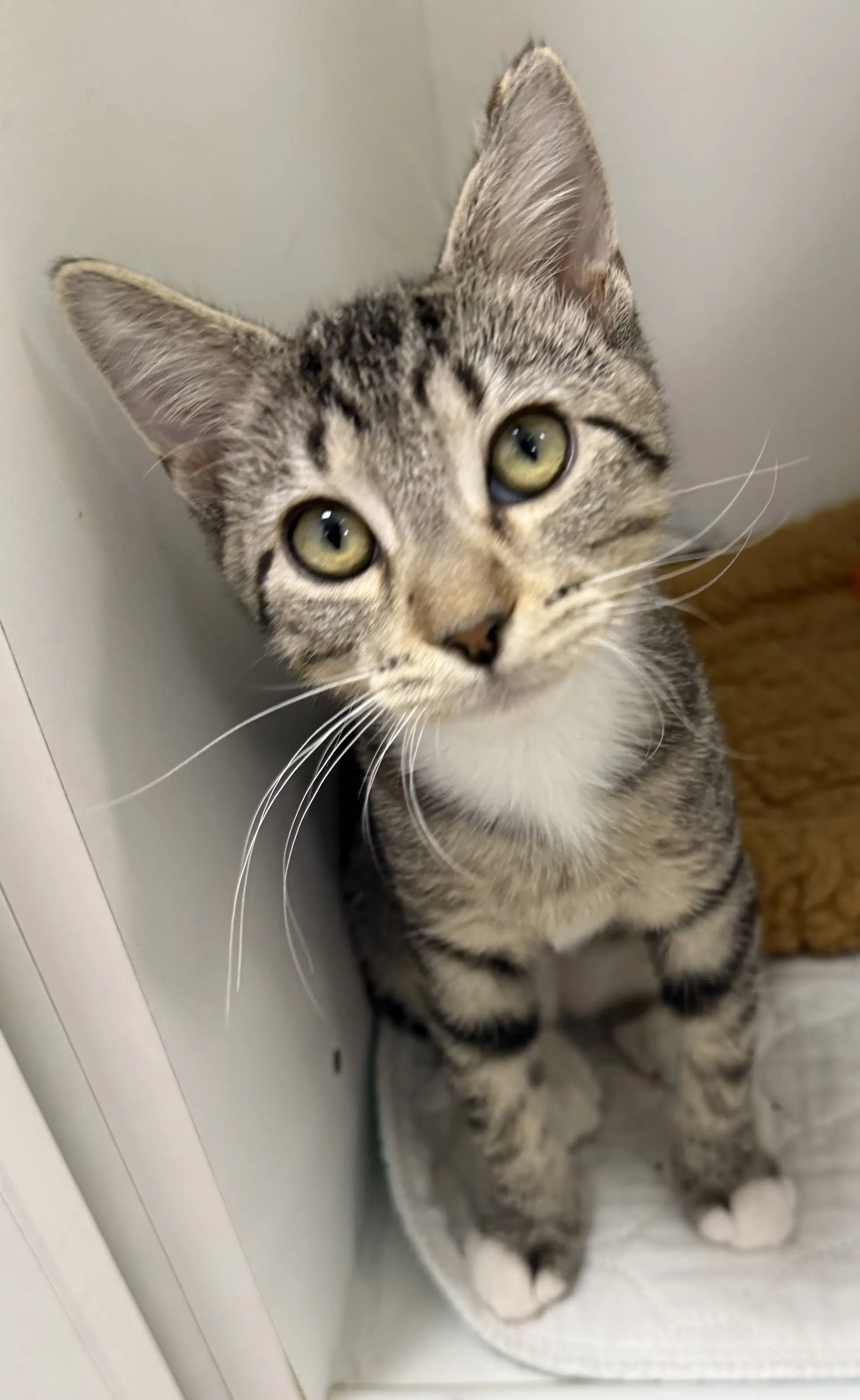Ohen - Domestic Short Hair