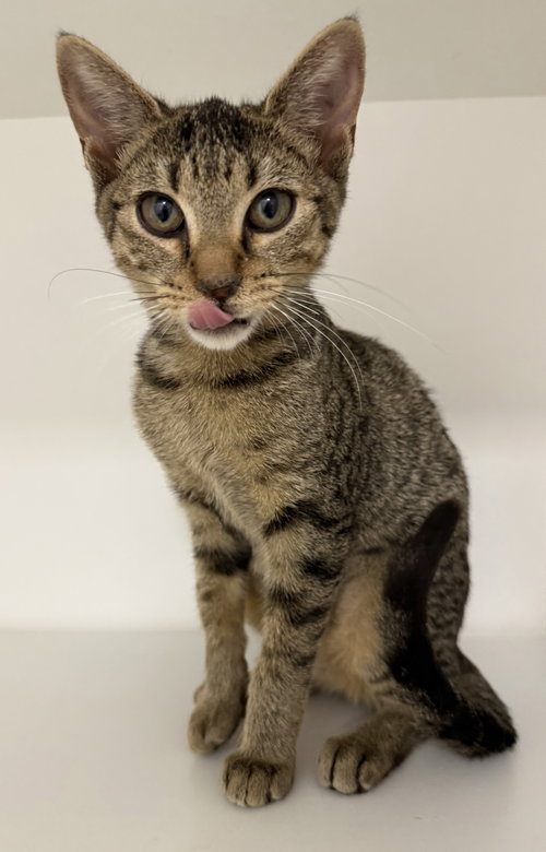 Pixar, a cat for adoption from Helping Overpopulation of Pets End
