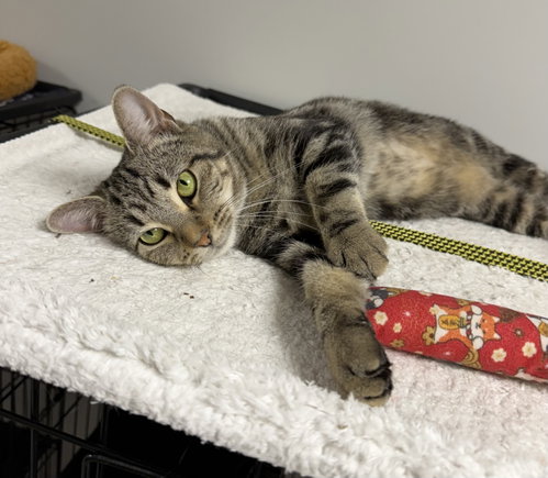 Marson, a cat for adoption from Helping Overpopulation of Pets End
