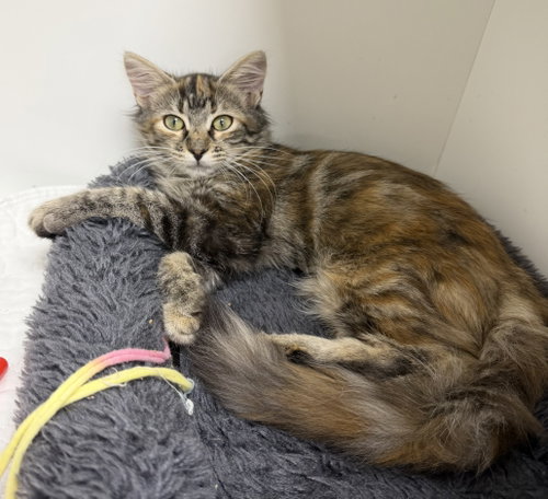 Dragonette, a cat for adoption from Helping Overpopulation of Pets End