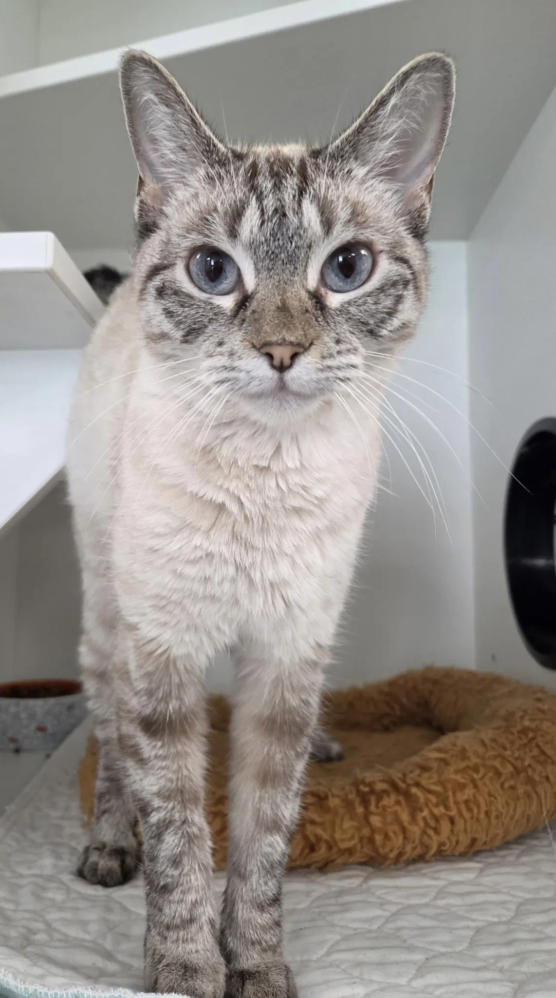 Stranger Danger - Domestic Short Hair