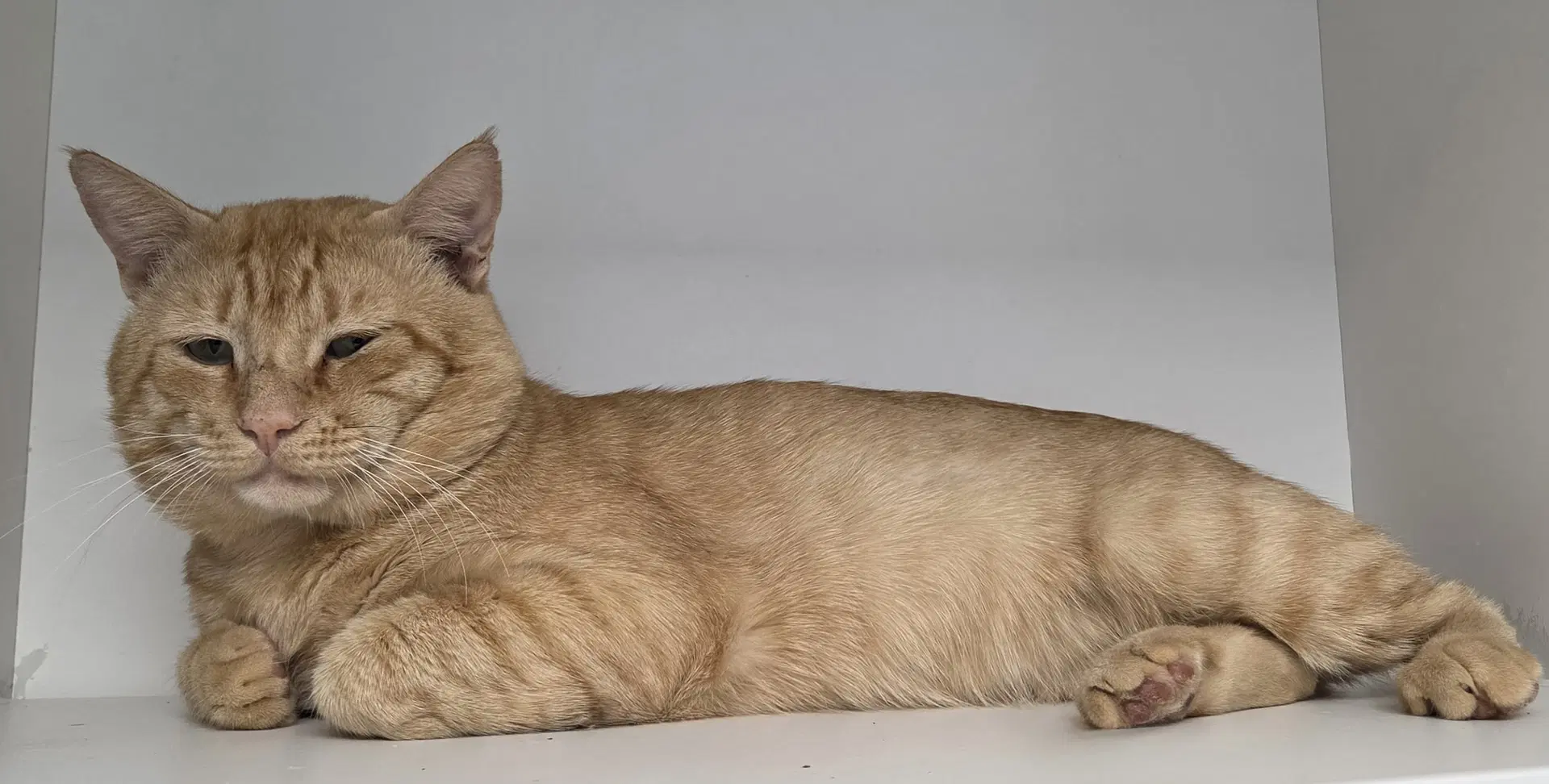 The Great Pumpkin - Domestic Short Hair