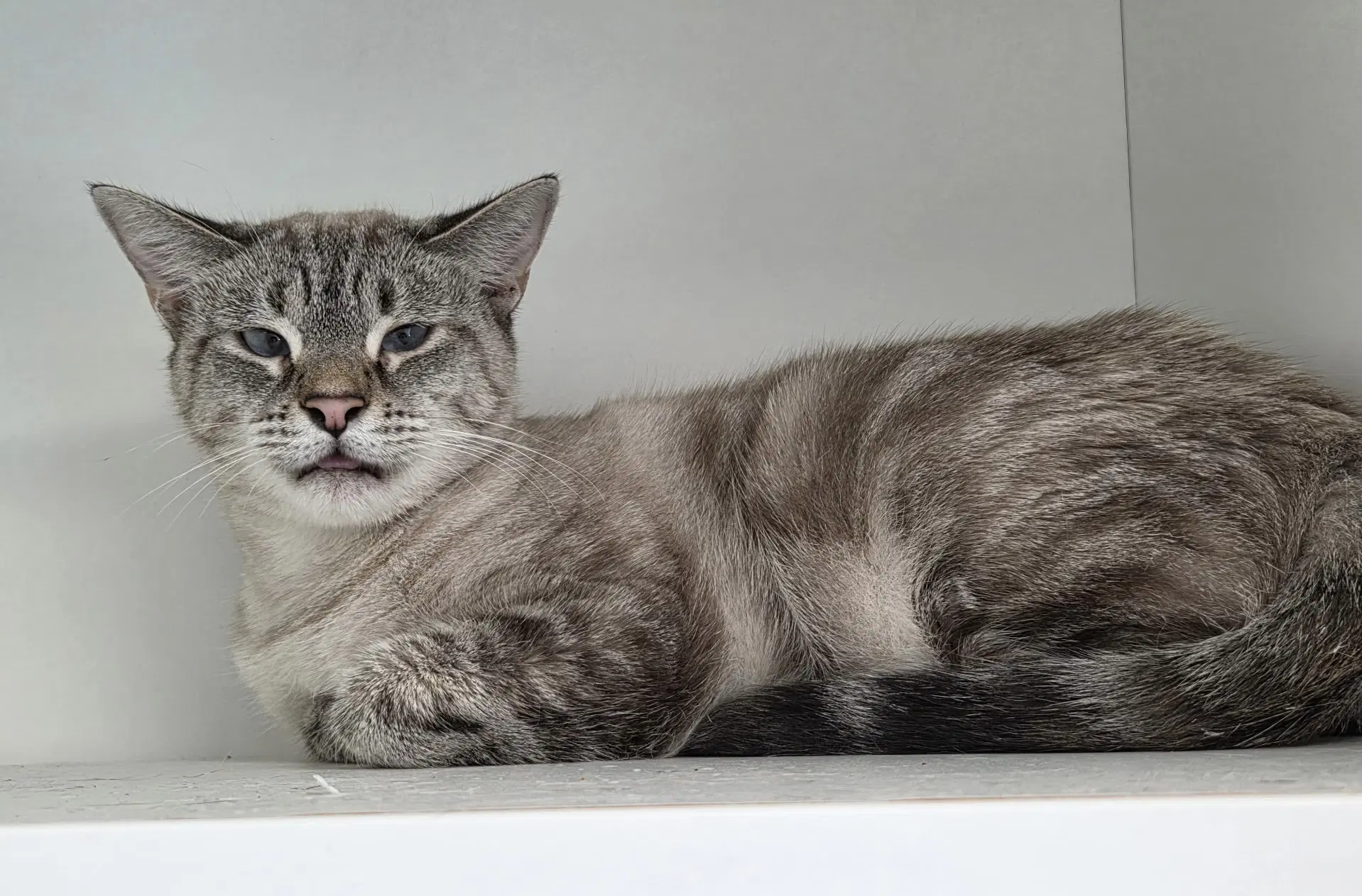 Lazuli - Domestic Short Hair