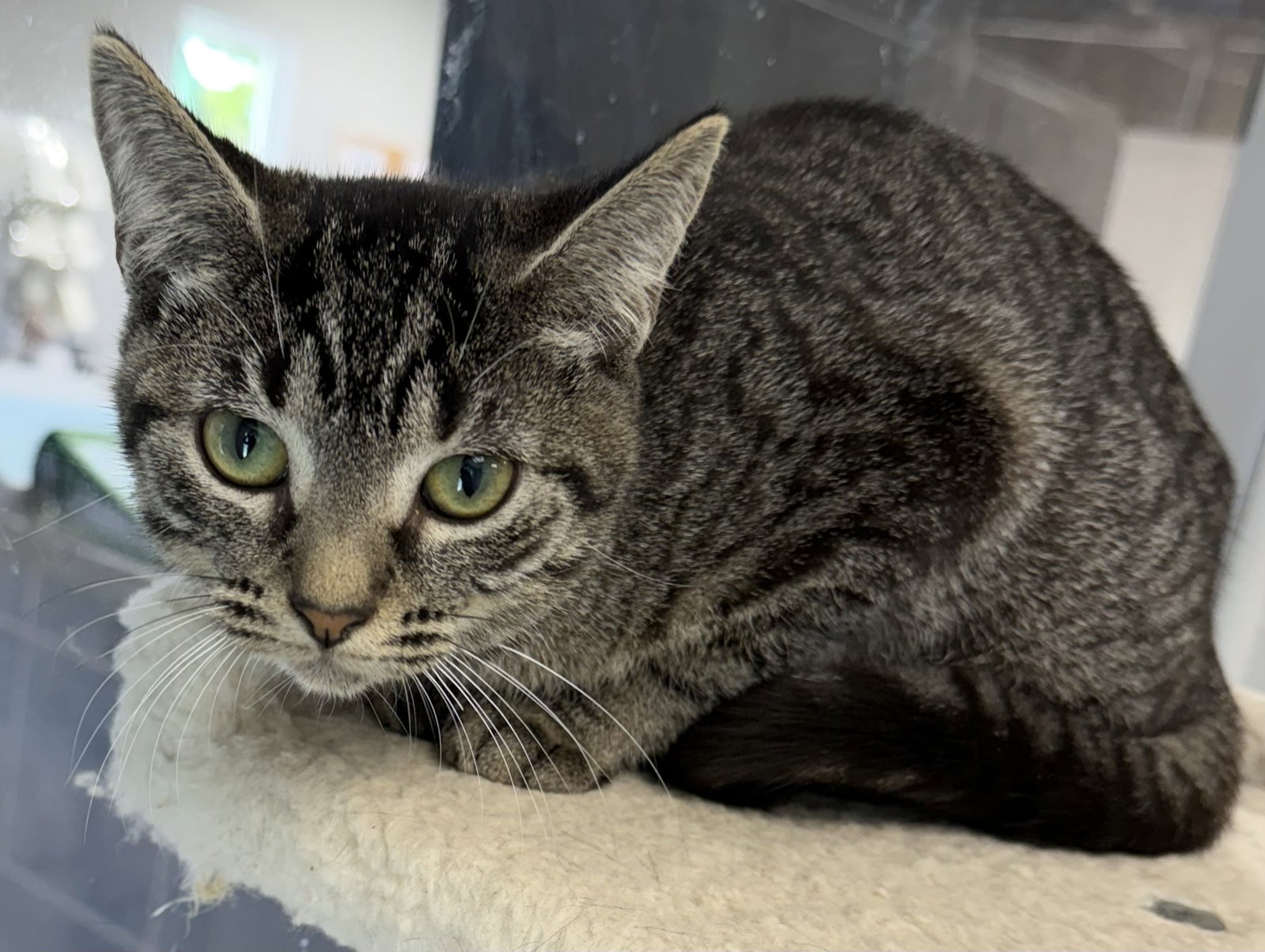 Busch, Domestic Short Hair