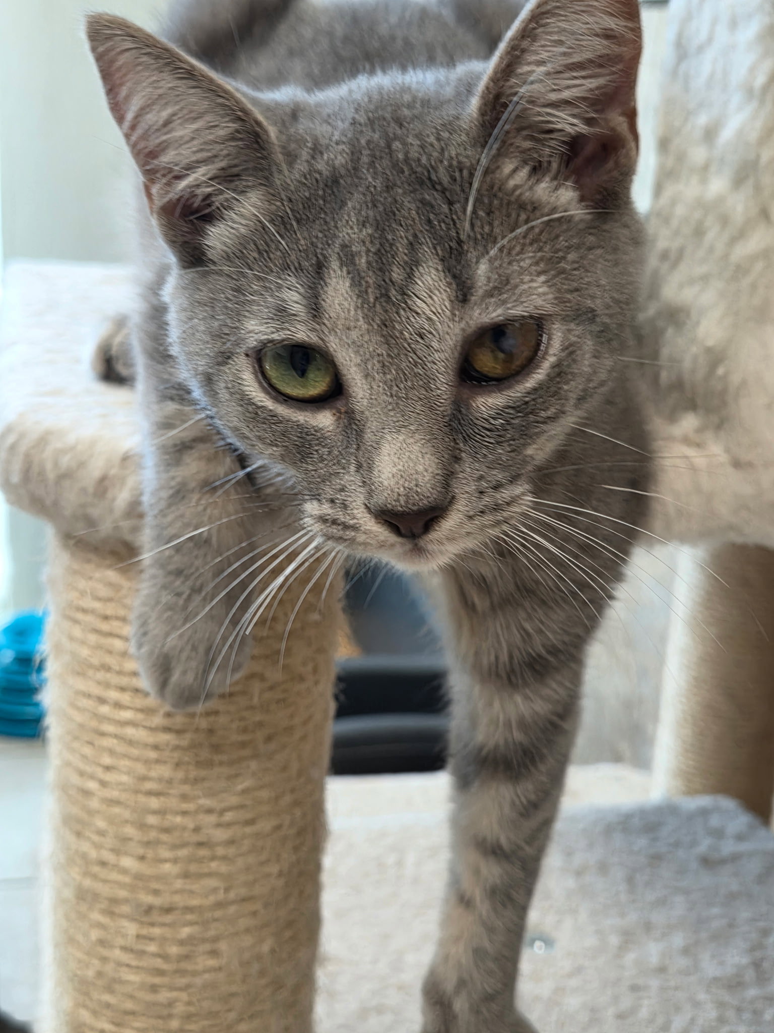 Fenway, Domestic Short Hair
