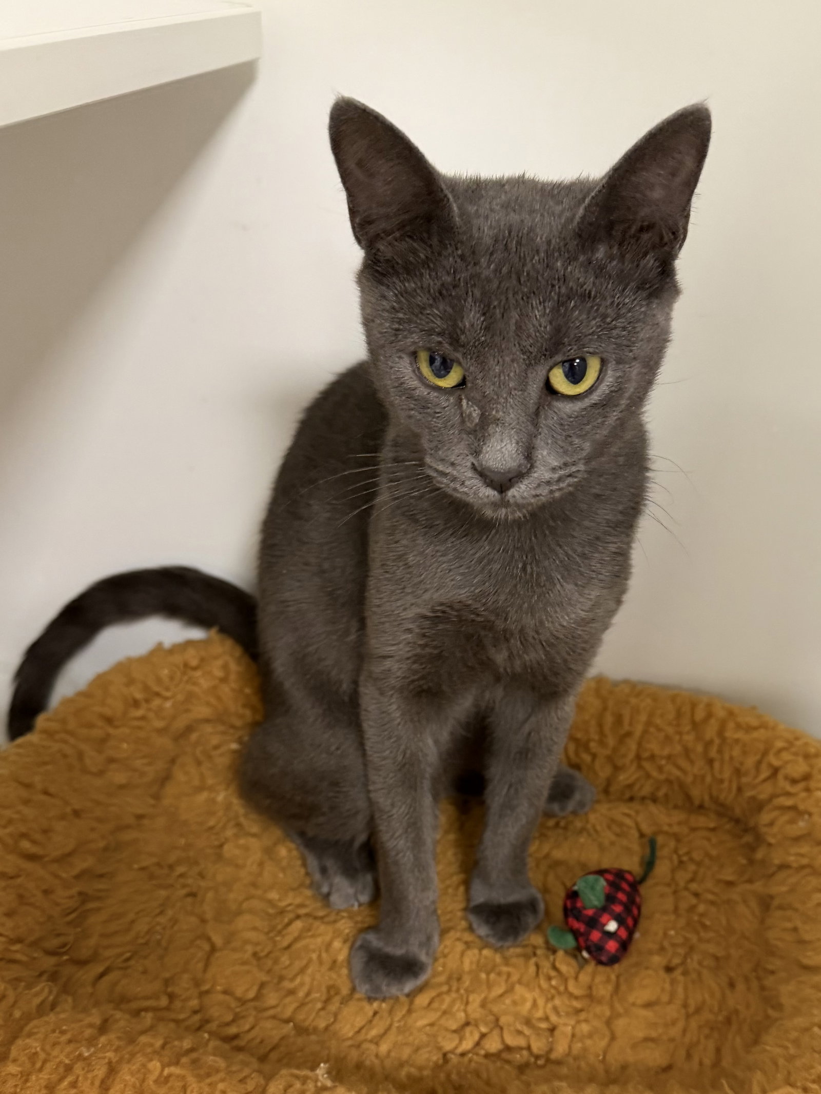 Truist, Domestic Short Hair