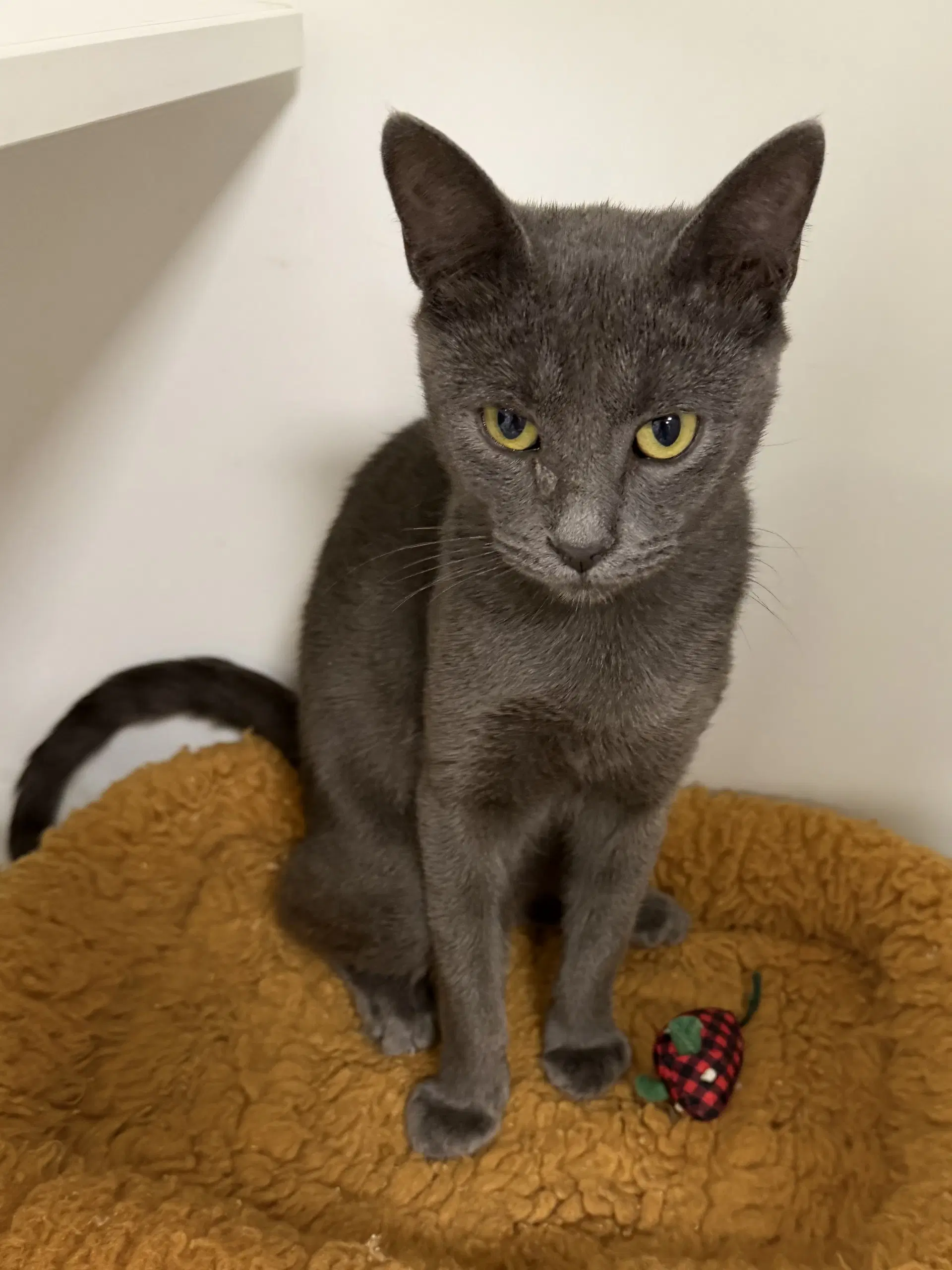 Truist - Domestic Short Hair