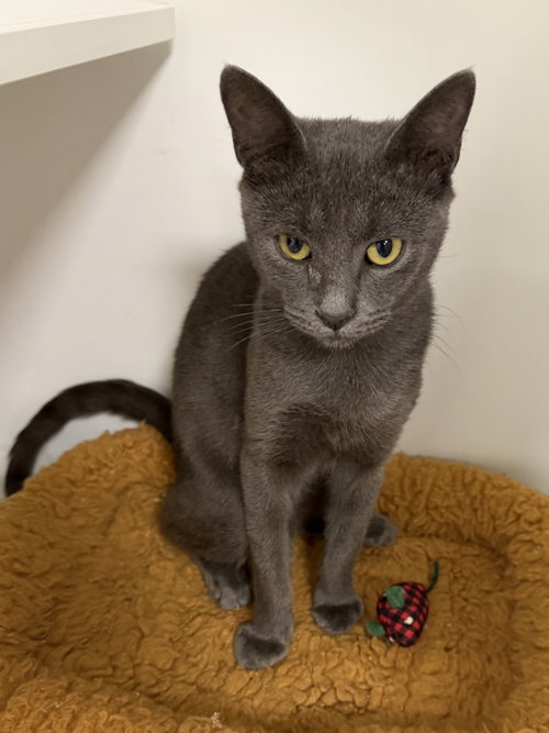 Truist, a cat for adoption from Helping Overpopulation of Pets End