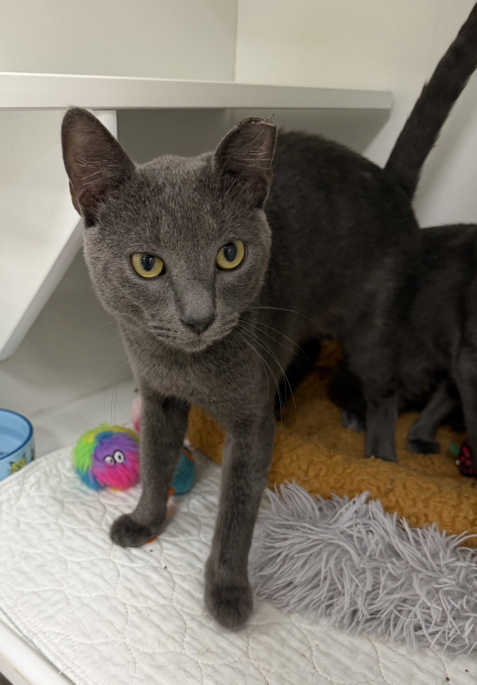 Wrigley, Domestic Short Hair