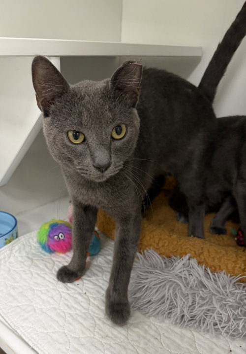 Wrigley, a cat for adoption from Helping Overpopulation of Pets End
