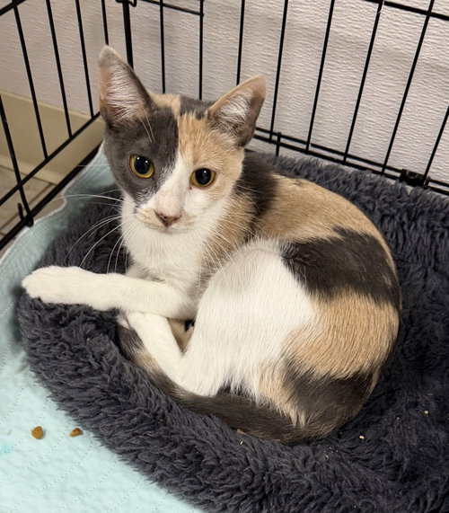 Flamingo, Domestic Short Hair / Mixed