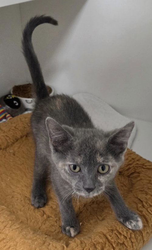 Toucan, Domestic Short Hair / Mixed