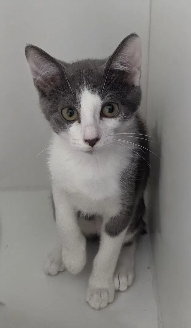 Ostrich - Domestic Short Hair